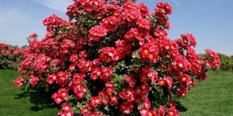 Kako hraniti ruže u jesen